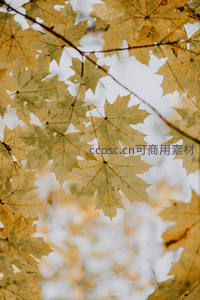 枫叶透光如诗如画