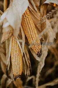 田间成熟玉米特写丰收景象