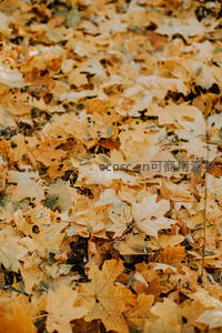 金黄落叶铺满大地，秋日静谧之美