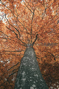 仰望秋树冠，满目橙红似霞