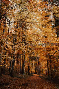 金色森林隧道，秋叶如画廊般延伸