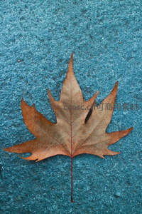 单片枫叶蓝底特写