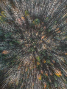 森林航拍俯瞰图，秋色斑斓如大地艺术