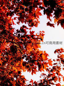 仰望秋日枫林，红叶映衬澄澈天空