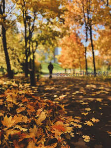 公园秋径漫步，落叶纷飞诗意盎然