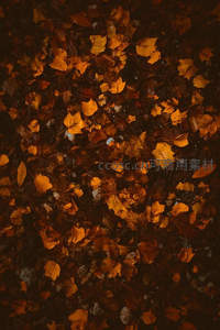 落叶满地，俯拍秋叶纹理与色彩