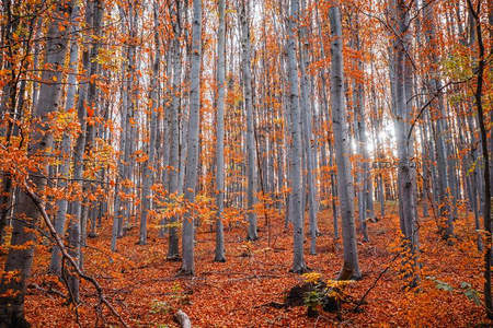 阳光穿透秋林，金黄落叶铺满幽静山林
