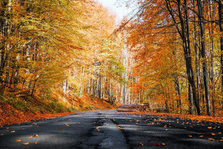 秋日林间公路，落叶铺就金色长廊