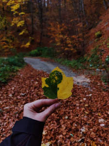 手握秋叶，林间小径铺满落叶