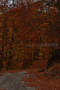秋林小道，落叶满径通幽处