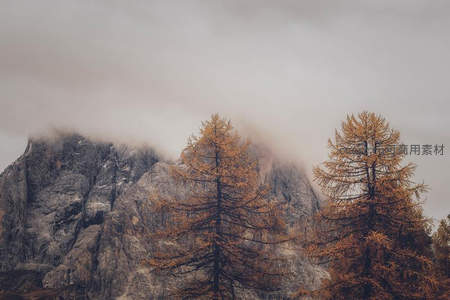 云雾缭绕山巅，秋松染金黄