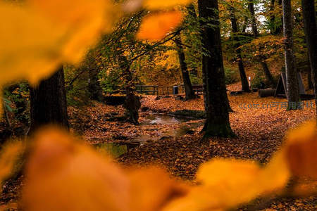 秋林小径，落叶铺满溪流旁