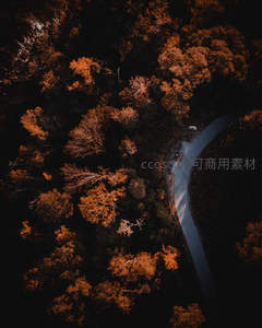 航拍秋林秘境，蜿蜒公路穿行金海