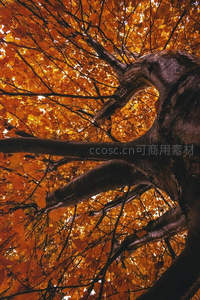 秋日树冠仰拍，金叶如霞映枝头