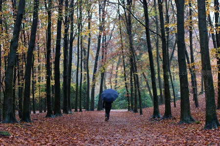 雨中独行林荫道，落叶铺就诗意路