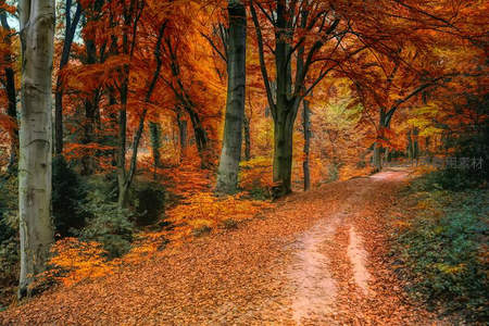 林间小道铺满金色落叶