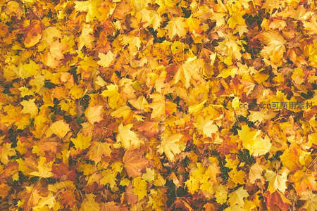 金黄落叶铺满大地，秋日美景如画