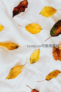 散落白布上的秋叶，静谧诗意