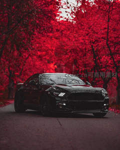 黑色跑车穿行于血红枫林间道路