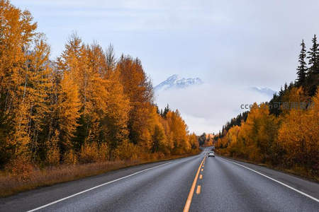秋日公路两旁金树夹道通向雪山
