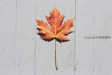 单片枫叶贴于灰墙上的极简秋意