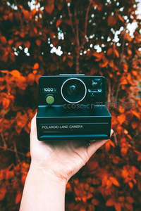手持宝丽来相机，复古胶片机与秋日红叶相映成趣
