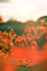 夕阳穿透枫林洒下温暖橙红光影