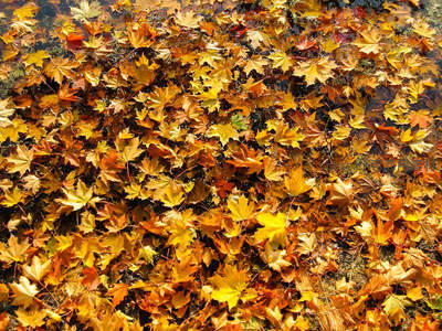 水面漂浮层叠枫叶如油画般静美