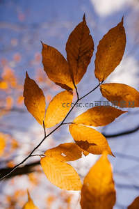 阳光穿透枝头金黄叶片