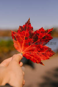手握火红枫叶，秋日暖阳下的自然馈赠