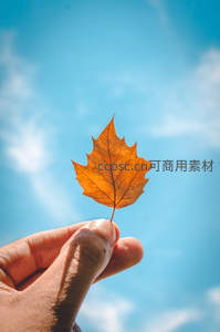 蓝天映衬下，手中轻盈的金黄落叶