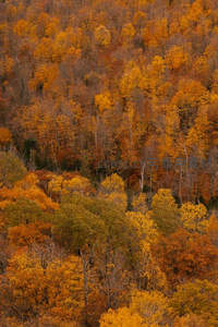 俯瞰秋林密布，色彩斑斓似油画