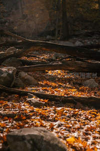 林间落叶铺地，光影斑驳如诗篇