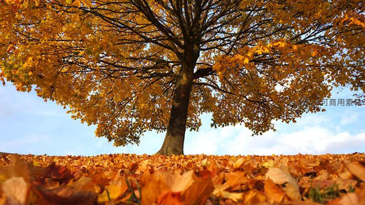 金秋落叶满地，大树撑起一片绚烂天空