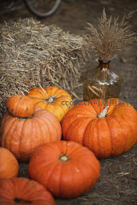 特写镜头下的橙色南瓜与干草