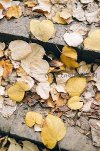 石阶缝隙中的秋叶：自然与城市的诗意邂逅