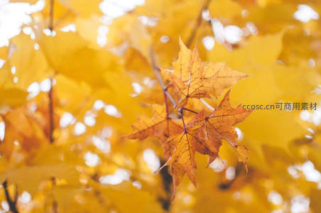 金秋枫叶特写，阳光穿透的温暖色调