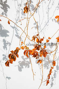 枯藤残叶映白墙，秋日剪影艺术