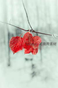 雪中孤枝红叶，冷暖对比显生机