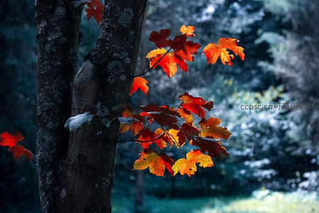 晨光中枫叶特写如火焰