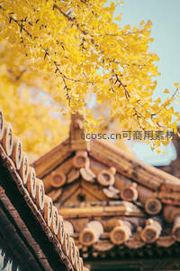 古建飞檐与金黄银杏交相辉映