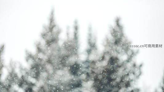 雪花纷飞松林间，朦胧诗意冬日景