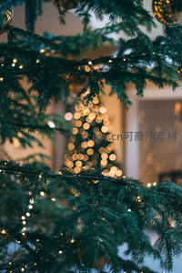 前景松针虚化美，背景灯树如梦境