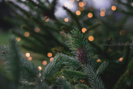 松针尖上的小松果与光斑