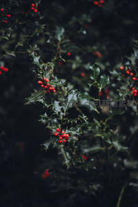 冬青枝叶上缀满鲜红浆果显生机