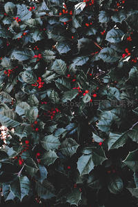 深绿冬青叶间点缀鲜红浆果