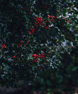 冬青枝头红果累累，绿叶映衬圣诞气息