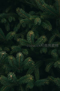 深绿松针特写，自然静谧之美