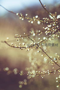 微距镜头下的早春花苞特写