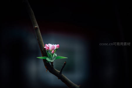 暗影中绽放的粉色花朵枝头
